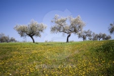 Olive plantation 이미지 (93432591) - 게티이미지뱅크 Olive plantation