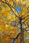 Yellow walnut tree 이미지 (101101415) - 게티이미지뱅크 Yellow walnut tree