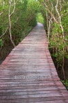 Wood bridge in mangrove forest, Thailand 이미지 (101062493) - 게티이미지뱅크 Wood bridge in mangrove forest, Thailand