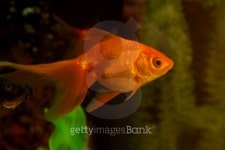 Gold small fish 이미지 (100277589) - 게티이미지뱅크 Gold small fish