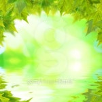 Beautiful green leaves with green background in spring 이미지... Beautiful green leaves with green background in spring