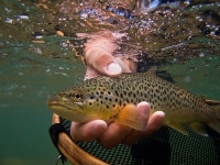 Brown Trout, Salmo trutta 이미지 (173898281) - 게티이미지뱅크 Brown Trout, Salmo trutta