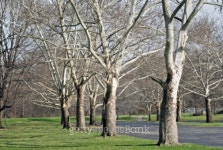 Bare Sycamore Trees 이미지 (95019894) - 게티이미지뱅크 Bare Sycamore Trees