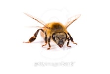 Bee 이미지 (92247590) - 게티이미지뱅크 Bee