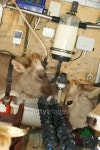 Automatic Milking Station 이미지 (124640853) - 게티이미지뱅크 Automatic Milking Station