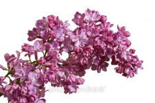 LILAC 3 이미지 (101529279) - 게티이미지뱅크 LILAC 3