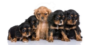 Cavalier King Charles puppy (7 weeks) 이미지 (93216759) - 게티이미지뱅크 Cavalier King Charles puppy (7 weeks)