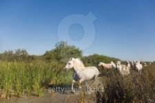 Running Horses 이미지 (146732176) - 게티이미지뱅크 Running Horses