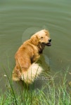 Dog in water 이미지 (95446168) - 게티이미지뱅크 Dog in water