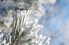 Hoarfrost on the needles of a pine tree 이미지 (146749780) - 게티이미지뱅크 Hoarfrost on the needles of a pine tree