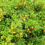 Orange Tree 이미지 (100772402) - 게티이미지뱅크 Orange Tree