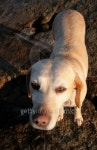 Good dog 이미지 (100335350) - 게티이미지뱅크 Good dog