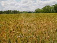 Field of Ripening Bearded Wheat 이미지 (98469778) - 게티이미지뱅크 Field of Ripening Bearded Wheat