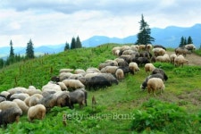 pasture 이미지 (100729633) - 게티이미지뱅크 pasture