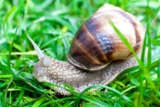snail on a green grass 이미지 (92902646) - 게티이미지뱅크 snail on a green grass