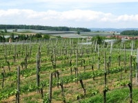Vineyard 이미지 (118134748) - 게티이미지뱅크 Vineyard