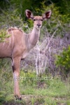 A female kudu, a large species of antelope, on a South African game farm 이미지 (100821176) - 게티이미지뱅크 A female kudu... 