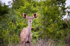 A female kudu, a large species of antelope, on a South African game farm 이미지 (101802473) - 게티이미지뱅크 A female kudu... 