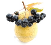 Pear and black chokeberry. 이미지 (118376648) - 게티이미지뱅크 Pear and black chokeberry.