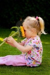 Child with sunflowers in the garden in summer 이미지 (95398025) - 게티이미지뱅크 Child with sunflowers in the garden in summer