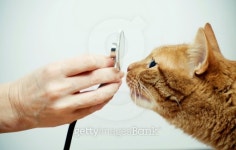 vet with  stethoscope and  cat muzzle 이미지 (92020058) - 게티이미지뱅크 vet with  stethoscope and  cat muzzle