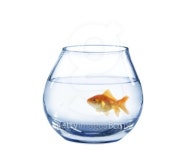 gold fish in glass aquarium 이미지 (151557876) - 게티이미지뱅크 gold fish in glass aquarium