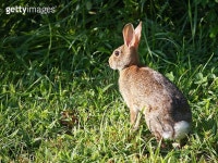 Eastern Cottontail Rabbit 이미지 (118265160) - 게티이미지뱅크 Eastern Cottontail Rabbit