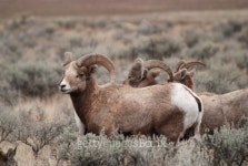 Big Horn Ram 이미지 (92284061) - 게티이미지뱅크 Big Horn Ram