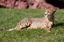 Cheetah sitting on the ground 이미지 (122378477) - 게티이미지뱅크 Cheetah sitting on the ground