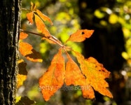 Brilliant Fall Colors 이미지 (93221185) - 게티이미지뱅크 Brilliant Fall Colors