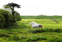white horse 이미지 (118483030) - 게티이미지뱅크 white horse