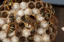 Macro of working bee on honeycells. 이미지 (155326418) - 게티이미지뱅크 Macro of working bee on honeycells.