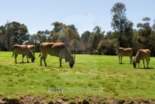Common Eland 이미지 (96447626) - 게티이미지뱅크 Common Eland