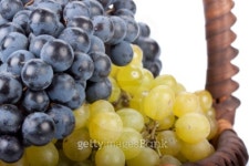 Appetizing grapes in a basket 이미지 (101819676) - 게티이미지뱅크 Appetizing grapes in a basket