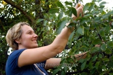 picking yellow plum 이미지 (151555591) - 게티이미지뱅크 picking yellow plum