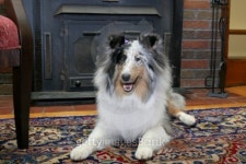 pretty dog indoors 이미지 (100688786) - 게티이미지뱅크 pretty dog indoors