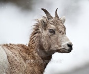 Bighorn Sheep 이미지 (151520258) - 게티이미지뱅크 Bighorn Sheep