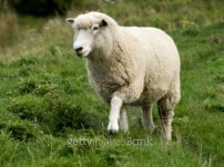 Sheep 이미지 (100125134) - 게티이미지뱅크 Sheep