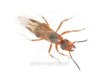 ant queen 이미지 (156207925) - 게티이미지뱅크 ant queen