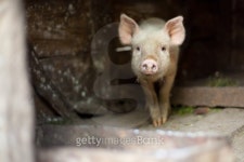 One little scared pig at farm 이미지 (100639677) - 게티이미지뱅크 One little scared pig at farm