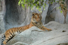 Asian Tiger (Panthera tigris) 이미지 (147005392) - 게티이미지뱅크 Asian Tiger (Panthera tigris)