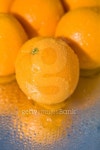 Oranges 이미지 (95728575) - 게티이미지뱅크 Oranges