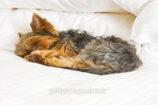 Yorkshire terrier 이미지 (152149578) - 게티이미지뱅크 Yorkshire terrier
