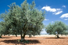 Olive Trees in a grove. Provence. France. 이미지 (146895324) - 게티이미지뱅크 Olive Trees in a grove. Provence. France.