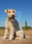 fox terrier 이미지 (118925855) - 게티이미지뱅크 fox terrier