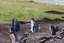 King Penguins 이미지 (119631383) - 게티이미지뱅크 King Penguins