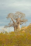 Baobab Tree 이미지 (152162126) - 게티이미지뱅크 Baobab Tree