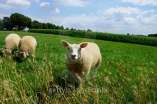 sheep 이미지 (125129024) - 게티이미지뱅크 sheep