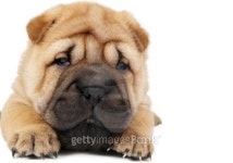 young sharpei puppy dog 이미지 (98425272) - 게티이미지뱅크 young sharpei puppy dog