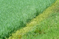 Grass border 이미지 (104234311) - 게티이미지뱅크 Grass border